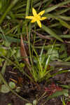 Fringed yellow star-grass